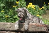 BOUVIER DES ARDENNES 328